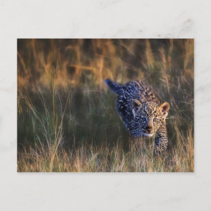 Leopardjunge Panthera Pardus Postkarte