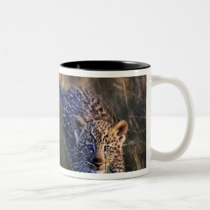 Leopardjunge Panthera Pardus Zweifarbige Tasse