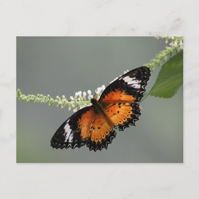 LeopardLacewing Postkarte (Vorderseite)