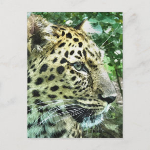 LEOPARDS POSTKARTE