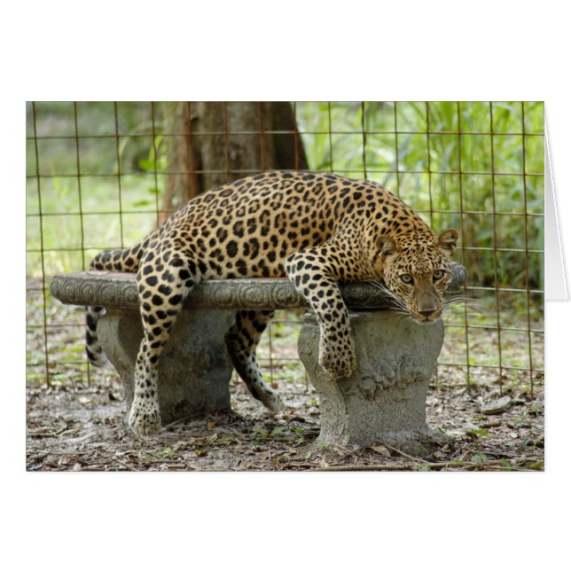 LeopardSundari_011 (Vorderseite (Horizontal))