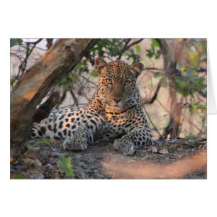 Leoparkarte
