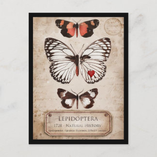 Lepidoptera Postkarte