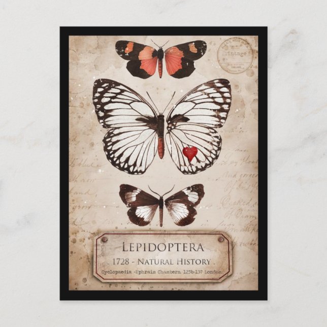 Lepidoptera Postkarte (Vorderseite)