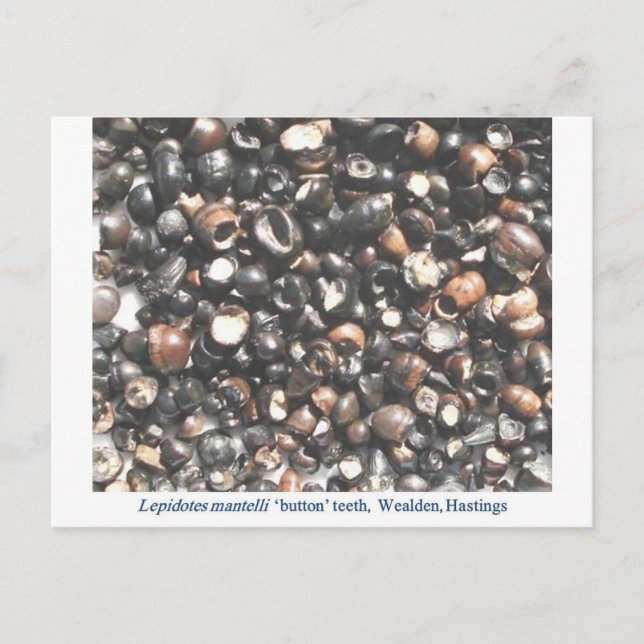 Lepidotes zerkleinern Zahnfossilien Postkarte (Vorderseite)