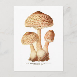 Lepiota procera postkarte
