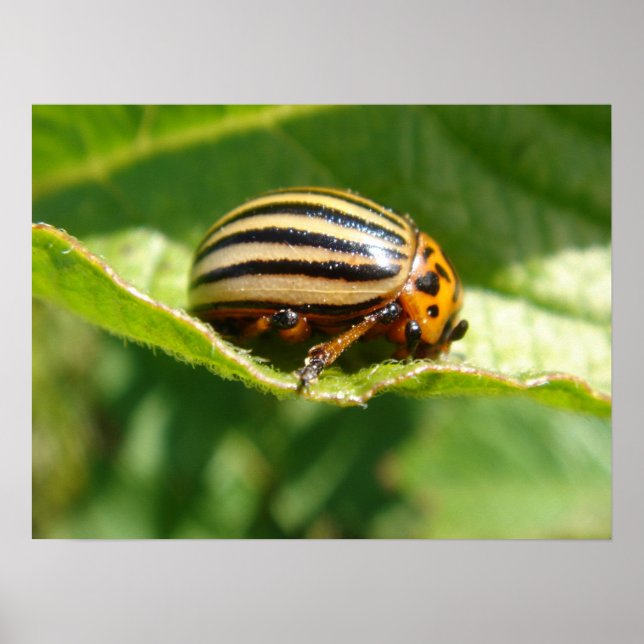 Leptinotarsa decemlineata poster (Vorne)