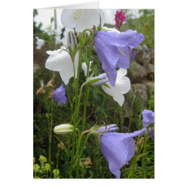 Les Belles Fleurs (Vorne)