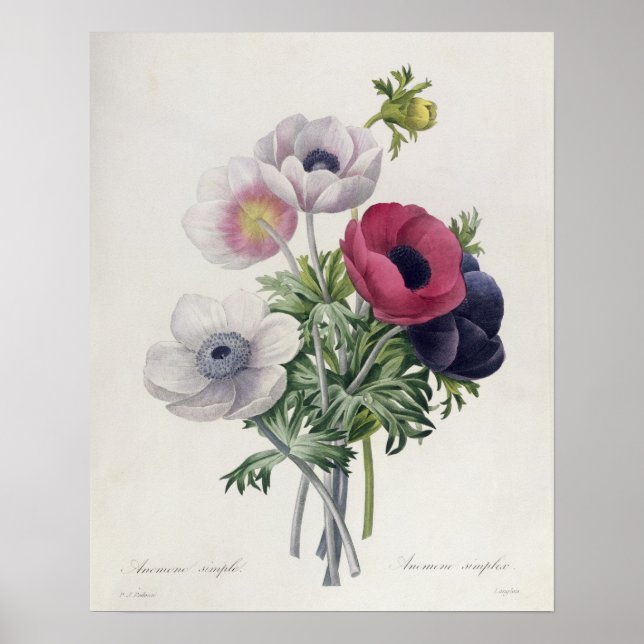 "Les Choix des Plus Belles Fleurs" Poster (Vorne)