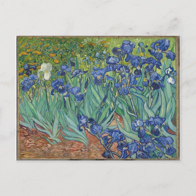 Les Iris Irises Vincent Van Gogh Postkarte (Vorderseite)
