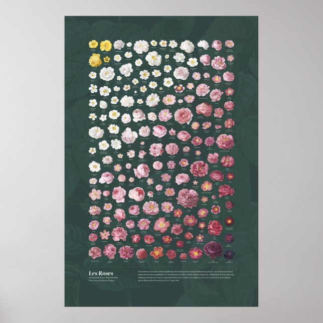 Les Rose von Redouté Poster (Vorne)