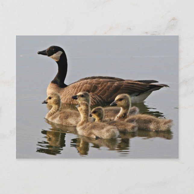 Lesser Canada Goose Brood Postkarte (Vorderseite)