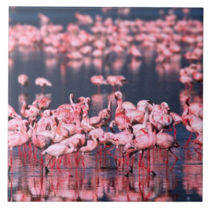 Lesser Flamingos (Phoeniconaias minor), Afrika, Fliese