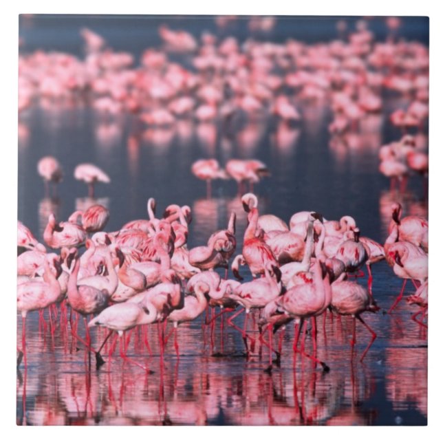 Lesser Flamingos (Phoeniconaias minor), Afrika, Fliese (Vorderseite)