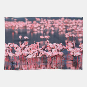 Lesser Flamingos (Phoeniconaias minor), Afrika, Geschirrtuch