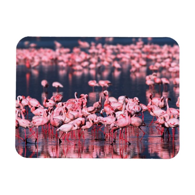 Lesser Flamingos (Phoeniconaias minor), Afrika, Magnet (Horizontal)