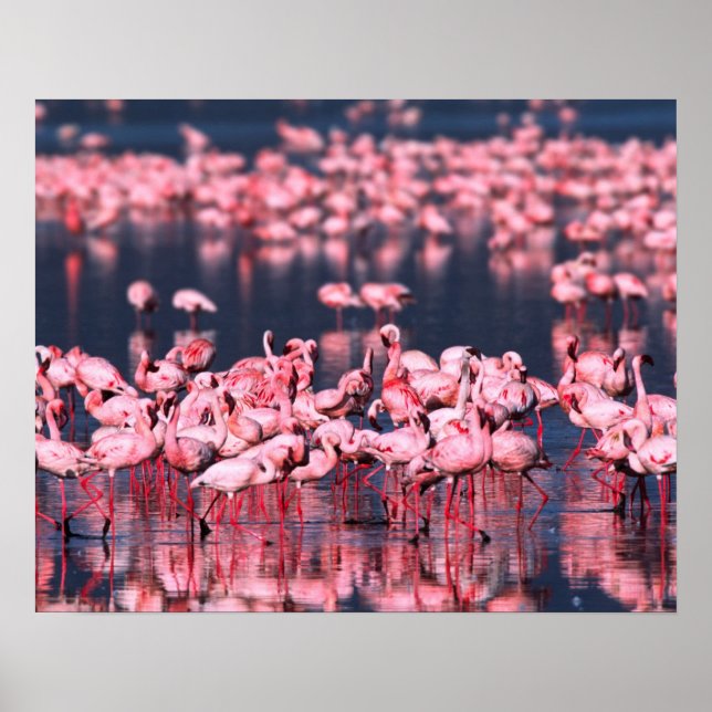 Lesser Flamingos (Phoeniconaias minor), Afrika, Poster (Vorne)