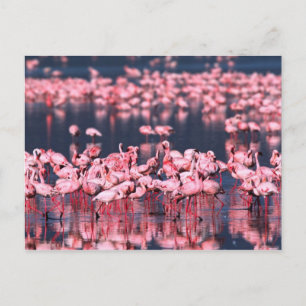 Lesser Flamingos (Phoeniconaias minor), Afrika, Postkarte