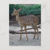 Lesser Kudu
