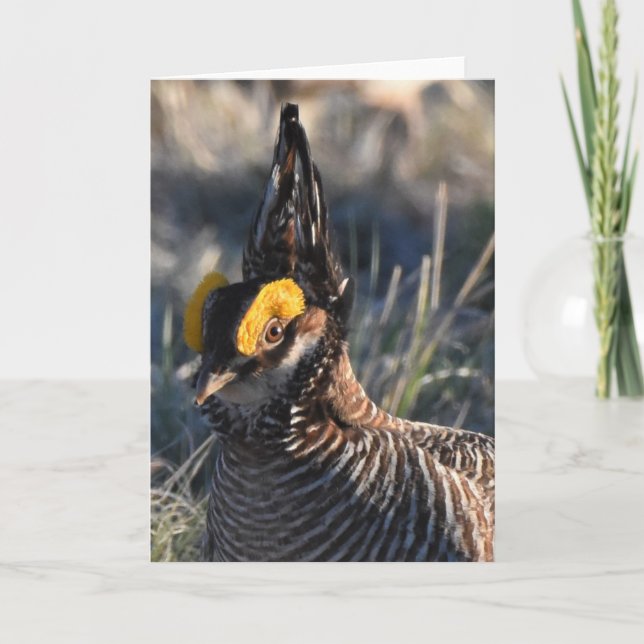 Lesser Prairie Chicken Karte (Vorderseite)