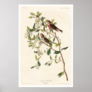 Lesser Red-Poll by Audubon Poster