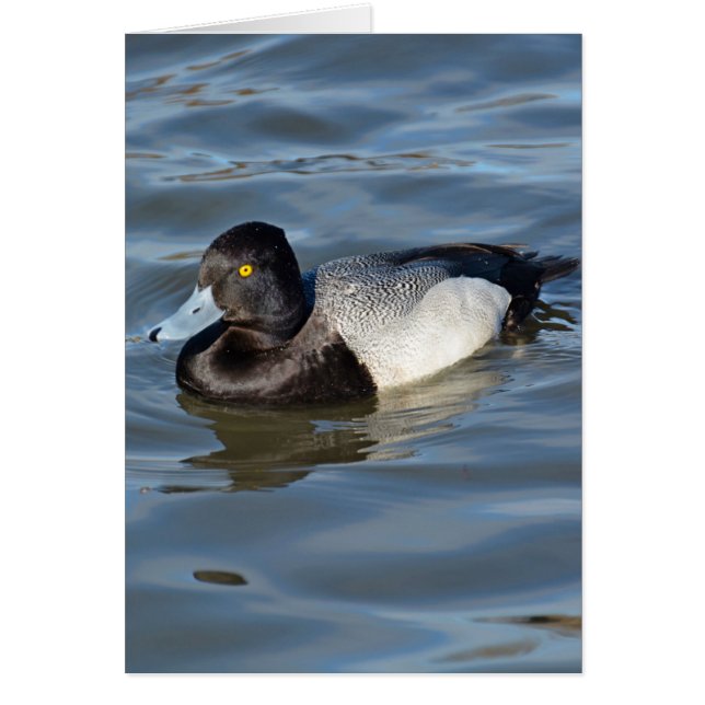 Lesser Scaup Duck (Vorne)