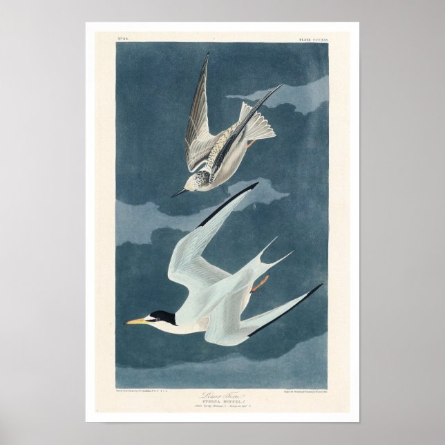 Lesser Tern von Audubon Poster (Vorne)