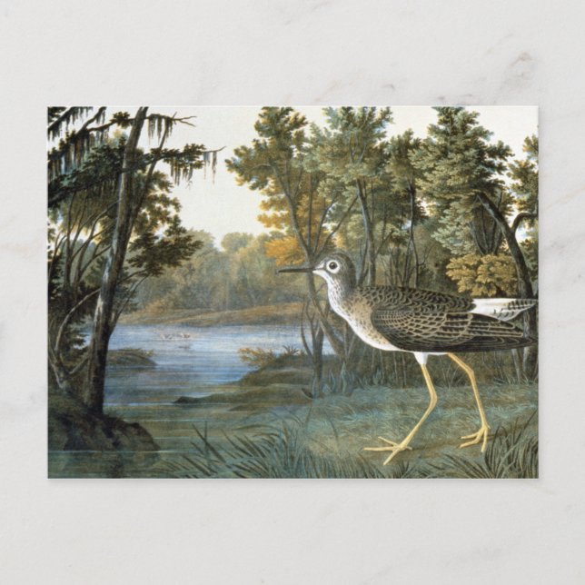 Lesser Yellowlegs Postkarte (Vorderseite)