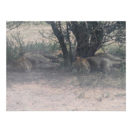 Let Sleepy Lions Lie Poster