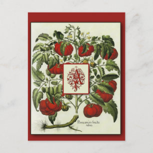 Letter A Monogram on Vintag Tomato Art Cards Postkarte