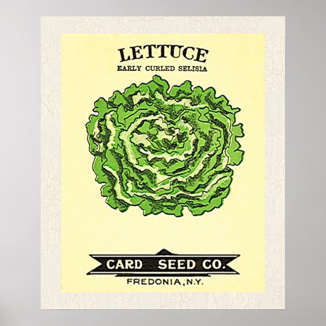 Lettuce Seeds Card Seed Company Poster (Vorne)