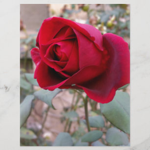 letzte rote Rose