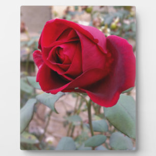 letzte rote Rose Fotoplatte