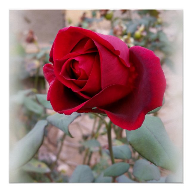 letzte rote Rose Poster (Vorderseite)