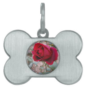 letzte rote Rose Tiermarke