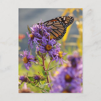 Letzter Monarch Butterfly Postkarte