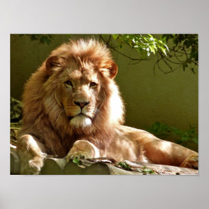Leu Poster