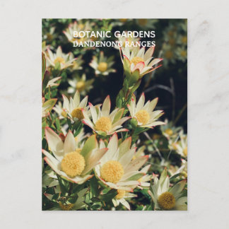 Leucadendron, Dandenong Botanischer Garten, Victor Postkarte