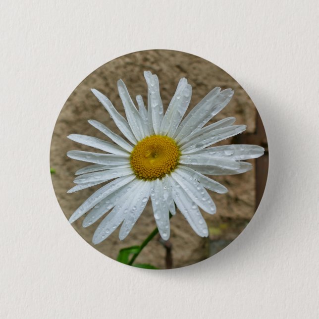 Leucanthemum Bloom Abzeichen Button (Vorderseite)