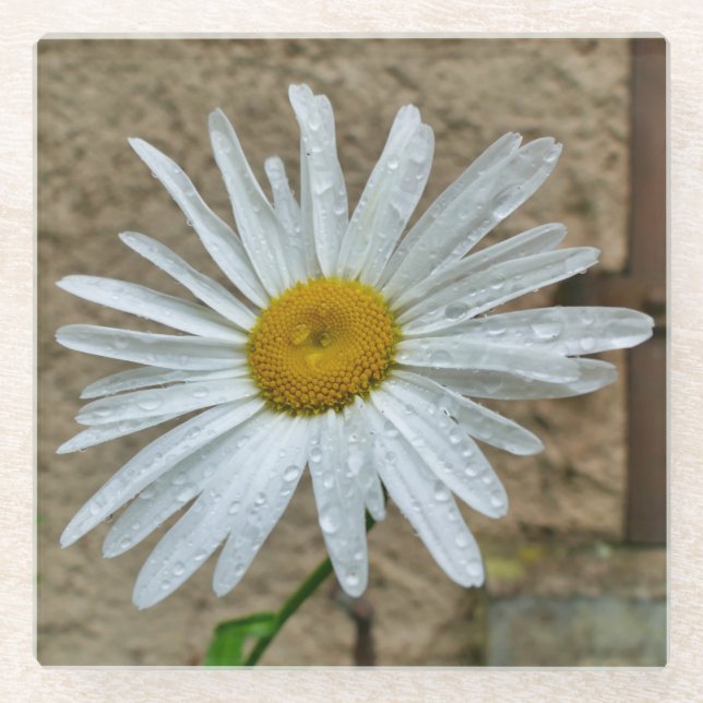 Leucanthemum Bloom Glasuntersetzer (Vorderseite)