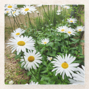 Leucanthemum Blooms Glasuntersetzer