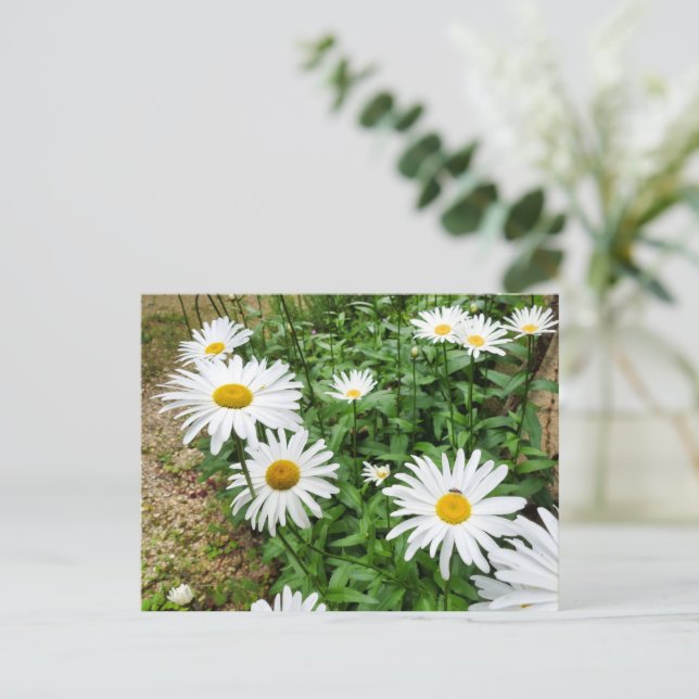 Leucanthemum Blooms Postkarte (Stehend Vorderseite)