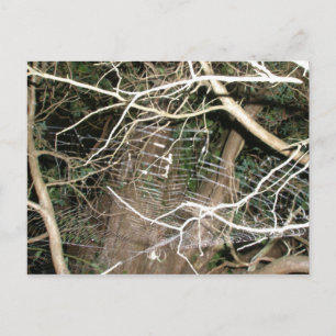 Leucauge Spider Web Postcard Postkarte