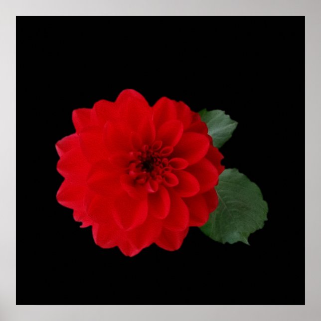 Leuchtend Rot Poster (Vorne)