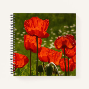 Leuchtend rotes Mohnfeld Notizbuch