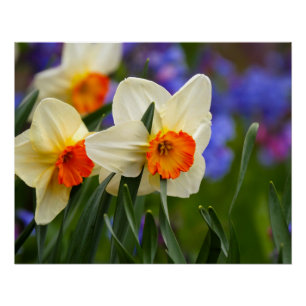 Leuchtende Blüten Poster