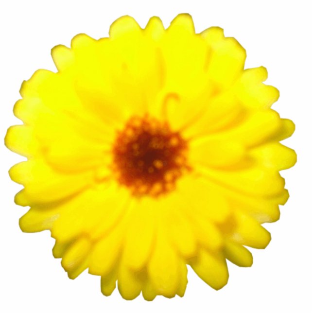 Leuchtende gelbe Marigold-Fotoskulptur Freistehende Fotoskulptur (Vorne)