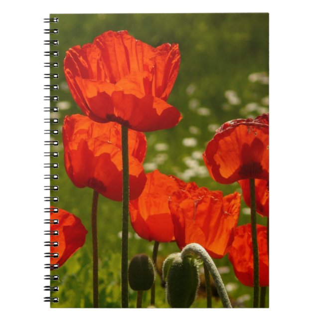Leuchtende Mohnblumen Notizblock (Vorderseite)