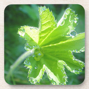 Leuchtendes Blatt mit Wassertropfen Getränkeuntersetzer