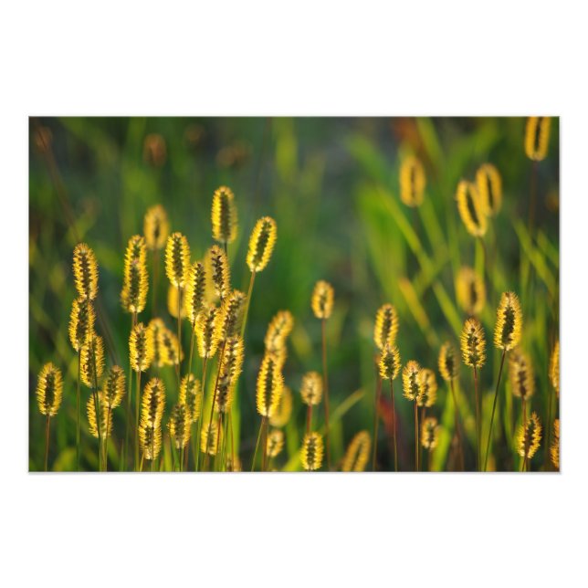 leuchtendes Gras - Foto (Vorne)